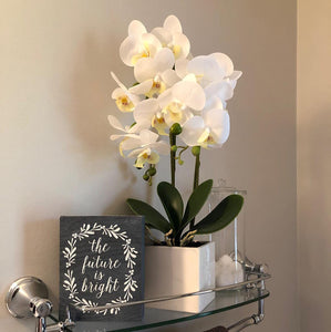 Trees - Pot Plants - Flowers