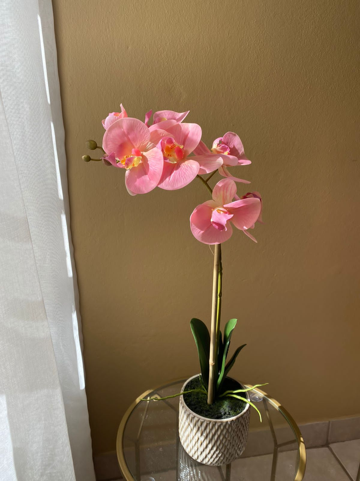 Two Tone Pink Orchid