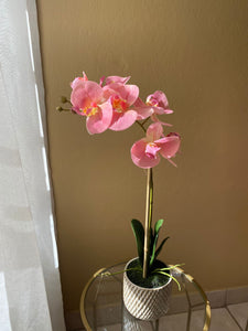 Two Tone Pink Orchid