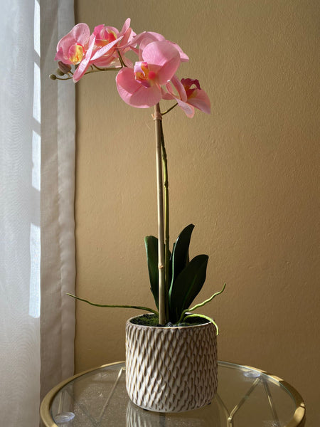 Two Tone Pink Orchid