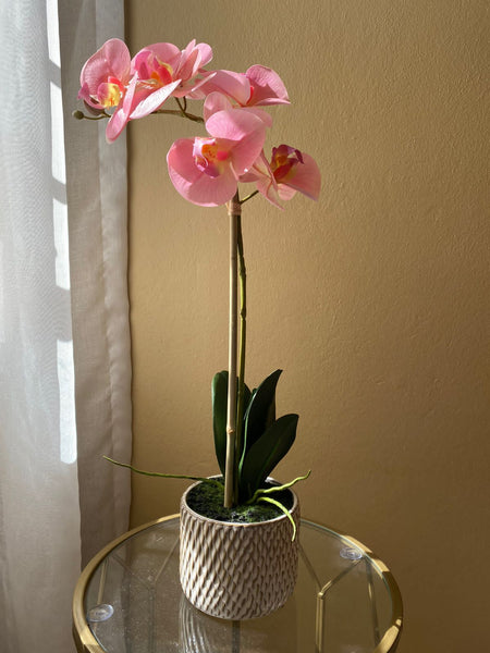 Two Tone Pink Orchid