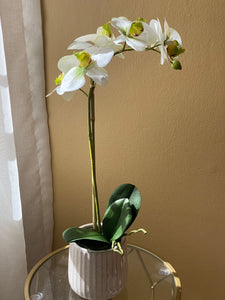 White & Green Orchid in White Pot