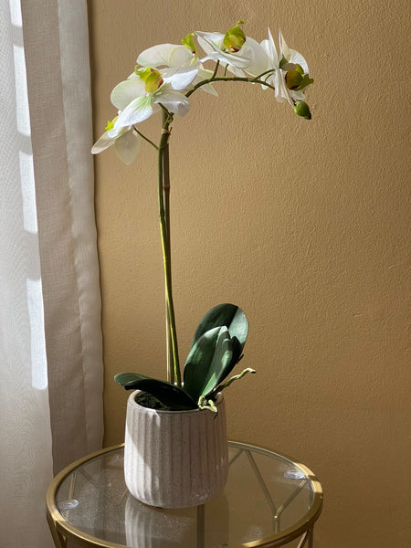 White & Green Orchid in White Pot