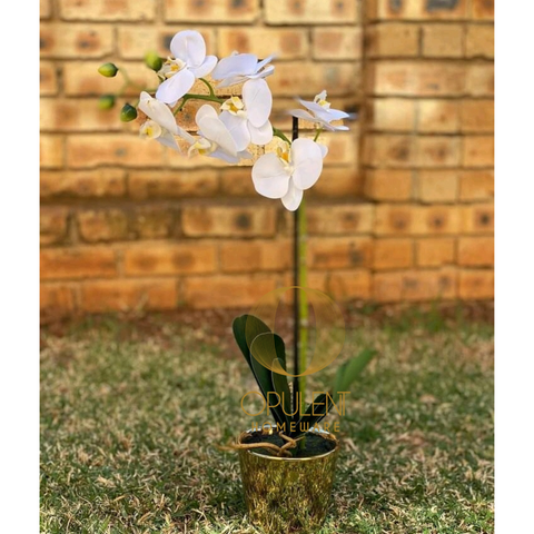 White Orchid in Gold Pot